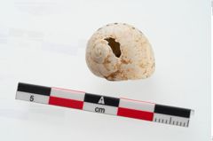 Foto von Schneckengehäuse (NHMW-PRAE-002237d)